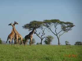 Tower of Giraffes