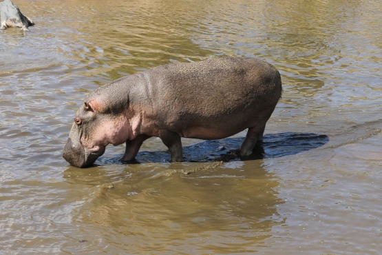 Baby hippo!